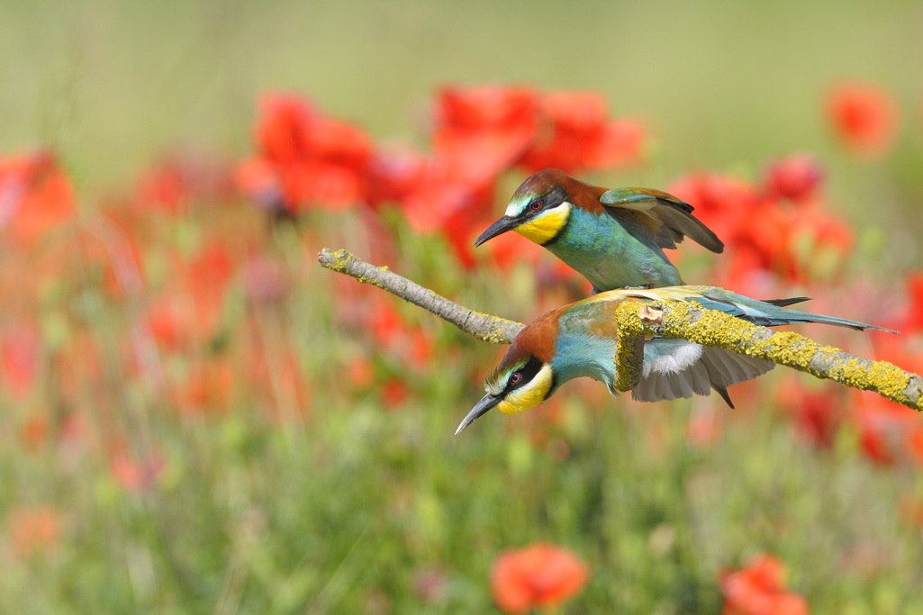Gruccioni in accoppiamento